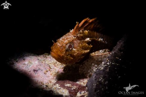 A Smoothskin Scorpion Fish