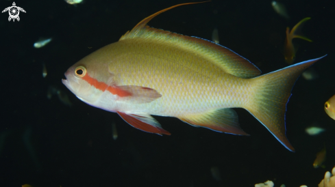 A Nemanthias carberryi | Anthias