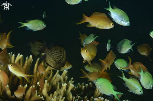 A Damselfish and Anthias