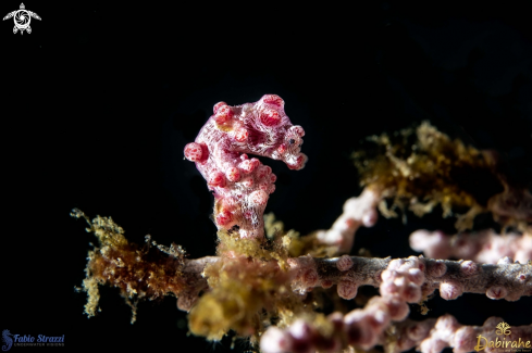 A Pigmy seahorse