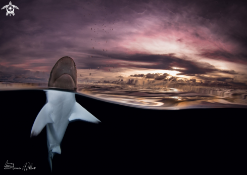 A Blacktip Reefshark