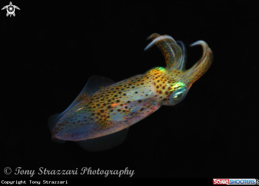 A Southern Pygmy Squid