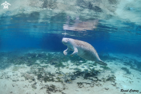 Manatee