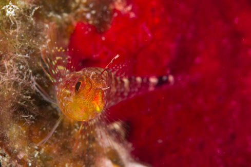 A Tripterygion melanurus | Small Triplefin