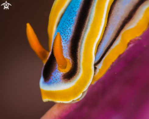 A chromodoris-annae