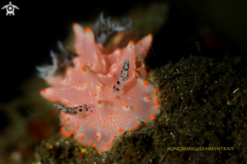 A Nudibranch