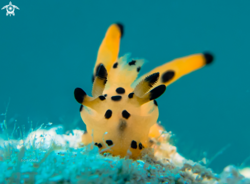 A  Thecacera sp. | Picacho Nudibranch