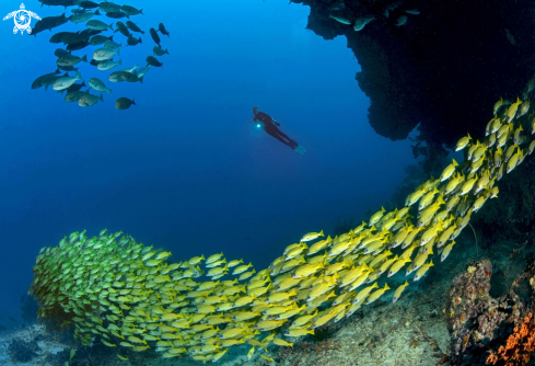 A Blue stripes snappers | Blue stripes snappers