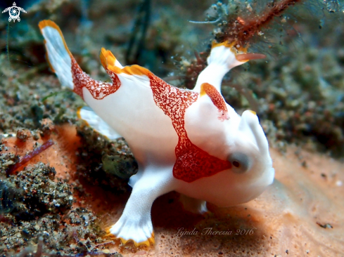 A Warty or Clown Anglerfish (Frogfish)