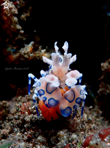 A Harlequin Shrimp