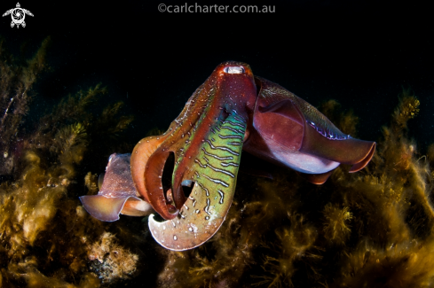 A Giant Australian cuttlefish