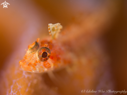 A Callionymidae | Dragonet