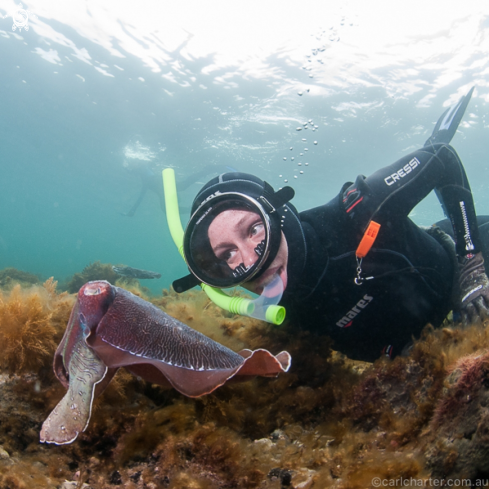 A Sepia apama | Giant Australian cuttlefish