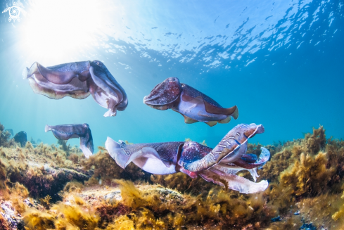 A Giant Australian cuttlefish
