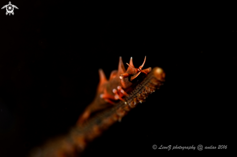 A dragon shrimp