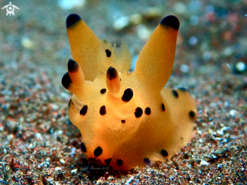 A Pikachu Nudi