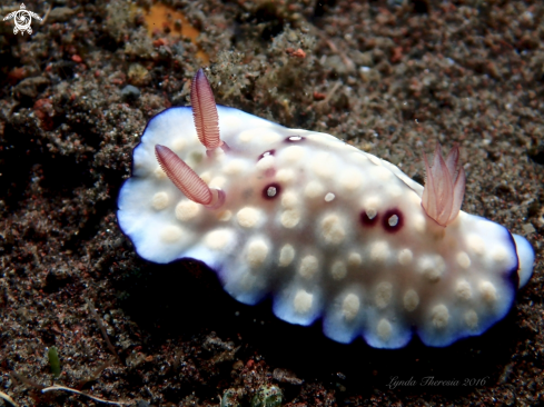 A Goniobranchus hintuanensis