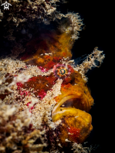 A Frogfish