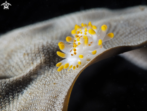 A Limacia Clavigera | Limacia Clavigera