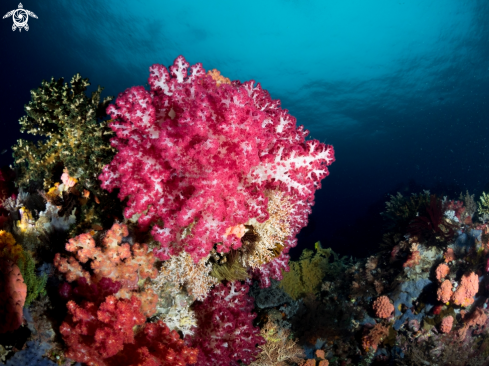 A Soft Coral