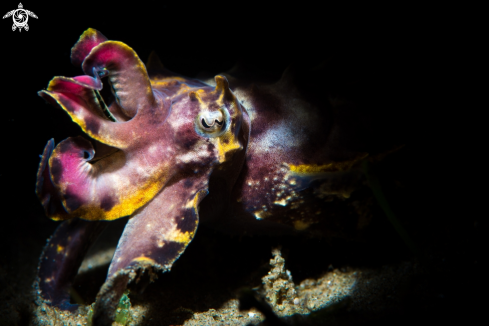 A flamboyant cuttlefish