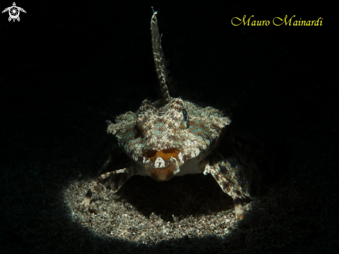 A Fingered dragonet