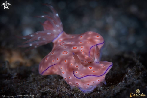 A Chromodorididae-three-lobed-ceratosoma | Ceratosoma 