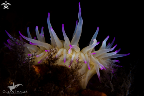 A Purple False Plum Anemone