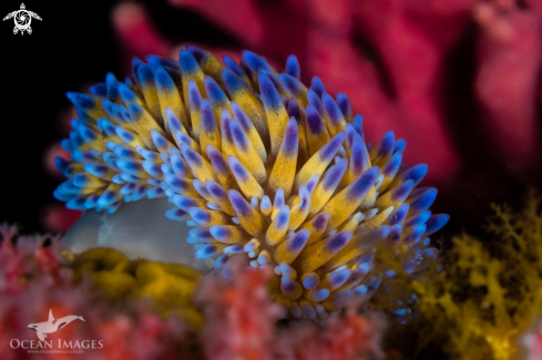 A Gasflame Nudibranch and Pink Noble Coral Backdrop