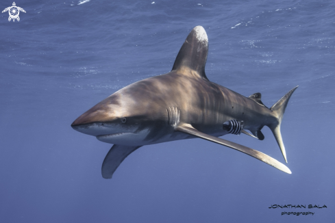 A Carcharinus Longimanus | Oceanic White Tip Shark