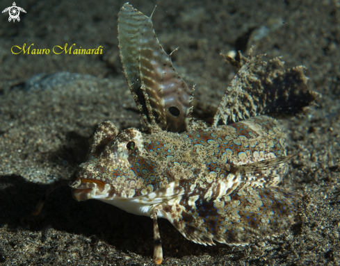 A Fingered dragonet