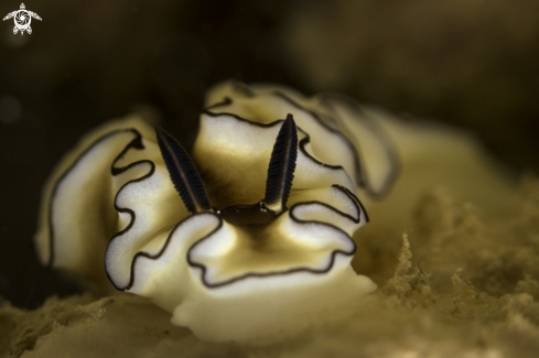 A Doriprismatica atromarginata | Nudibranch