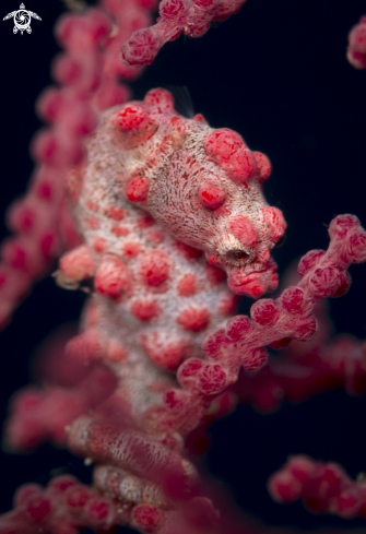 A Bargibant's pygmy seahorse