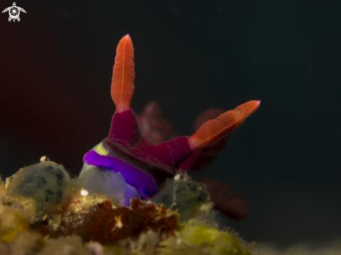 A Nembrotha chamberlaini  | Nudibranch