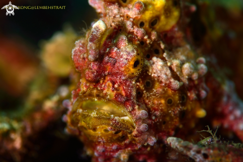 A Warty Frogfish