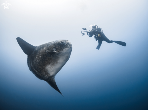 Southern Ocean Sunfish