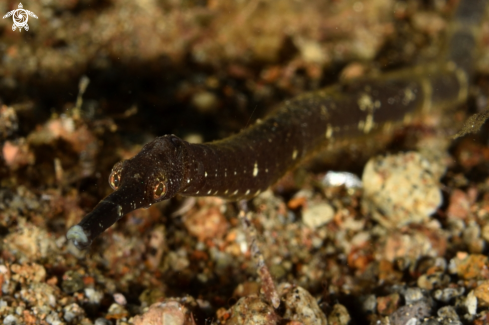 A Pipefish