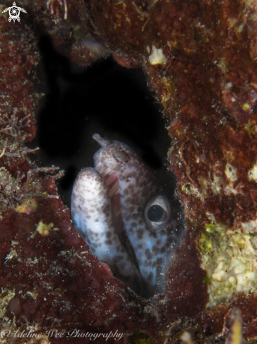 A Gymnothorax isingteena | Spotted moray eel