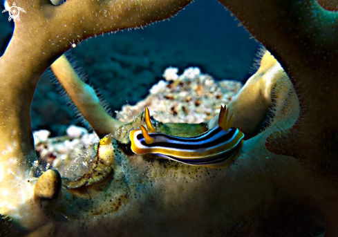 A Nudibranco tra coralli 