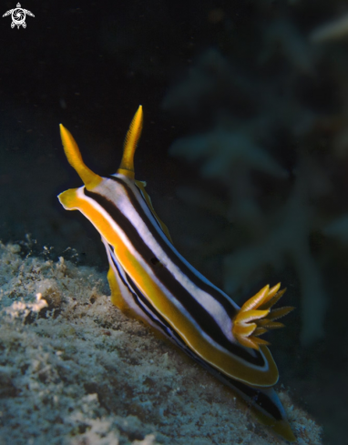 A Nudibranco sull'attenti