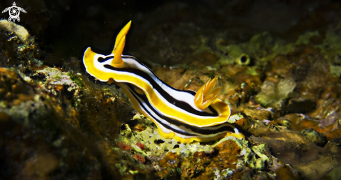 A Nudibranco