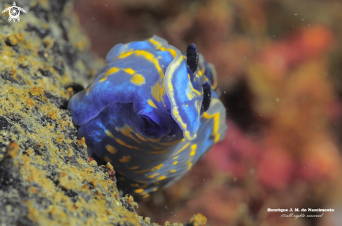 A Nudibranch