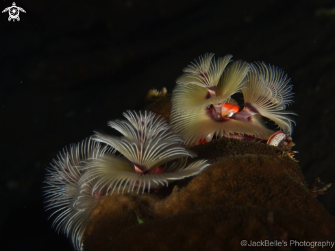 A Christmas tree worms