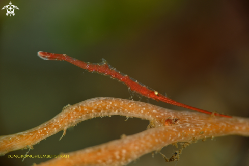 A Tozeuma Shrimp