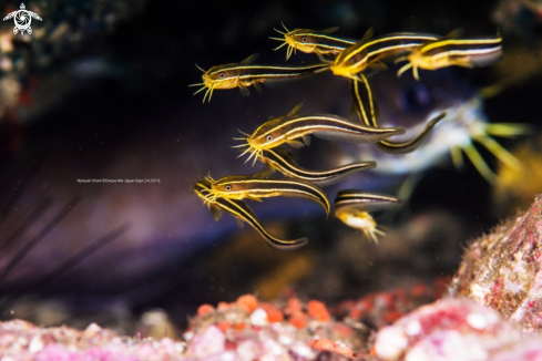 A striped eel catfish