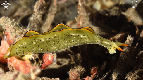 A Sacoglossan slug