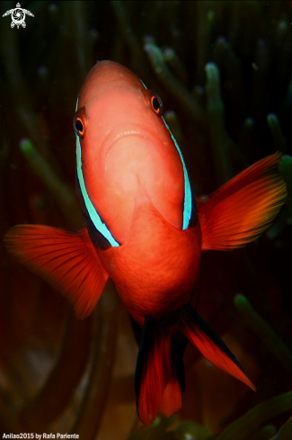 A Amphiprion frenatus | Payaso 