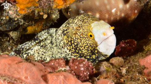 A Echidna nebulosa | Snowflake Moray Eel