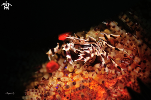 A Zebra Crab