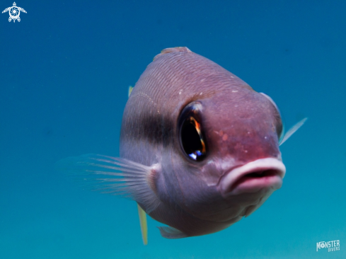 A Lutjanus vitta | Brownstripe  snapper 